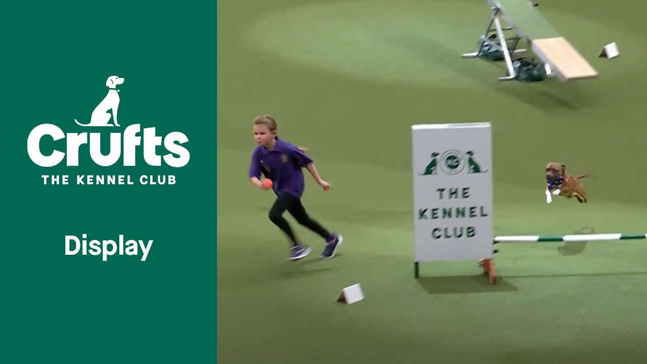 Training a Staffie is Child's Play | Crufts 2022