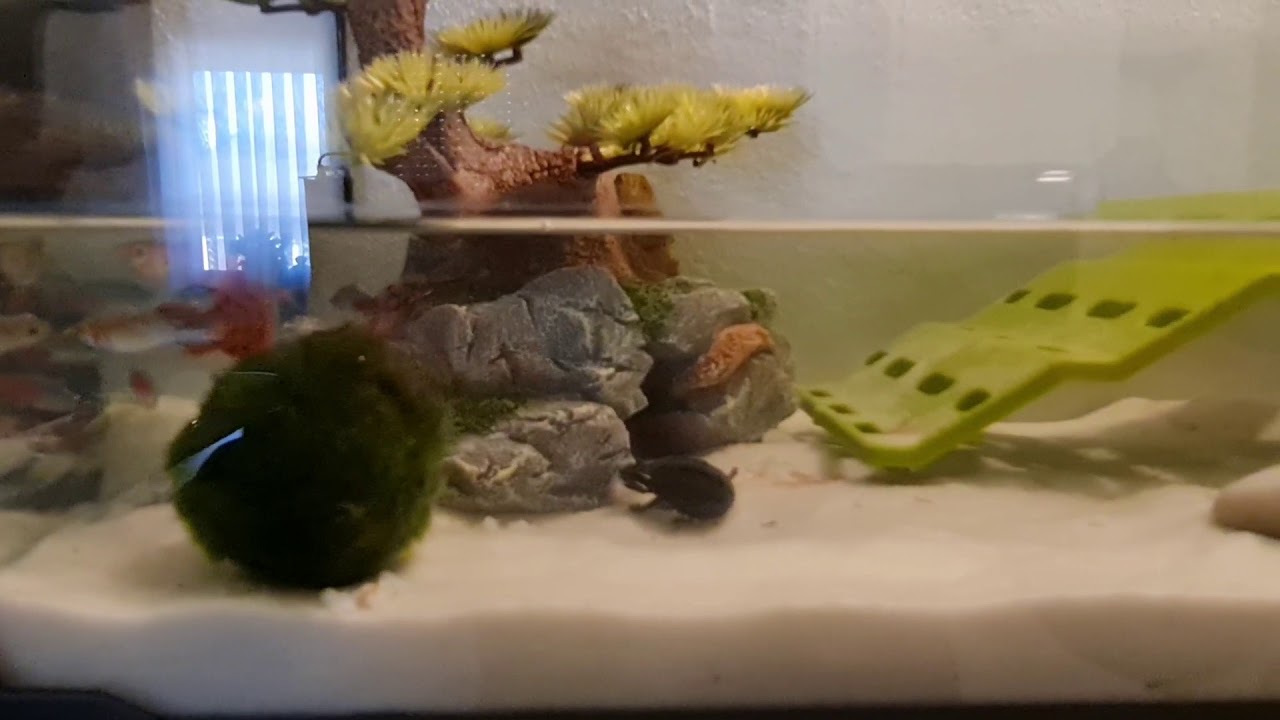 La mia tartaruga Sternotherus Odoratus