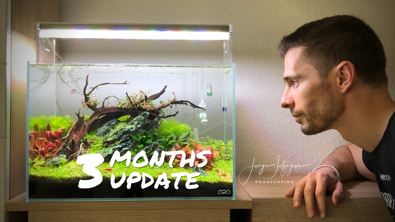 ADA 45p Aquascape - 3 months Update after the big makeover