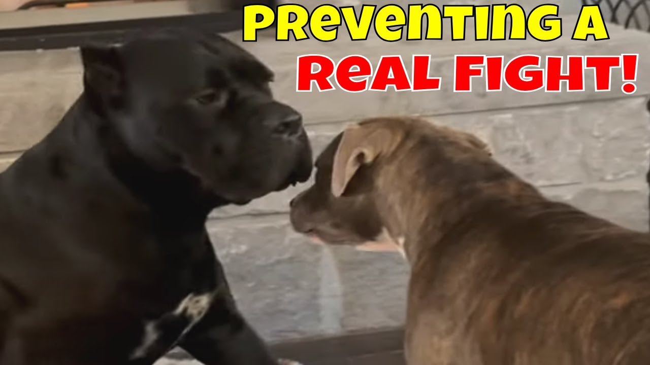 CANE CORSO vs PITBULL Aggression: Preventing a REAL FIGHT