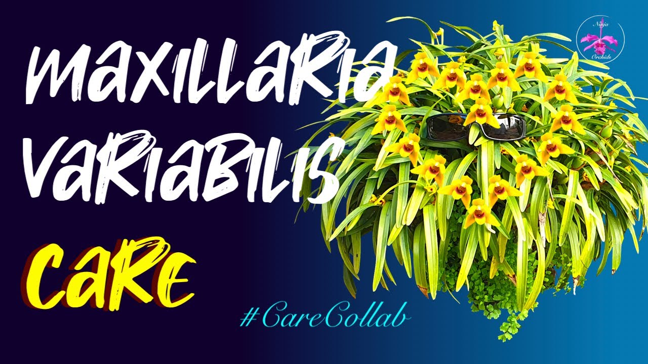 Maxillaria variabilis in Orchitop | How I care for Maxillaria variabilis #CareCollab #ninjaorchids