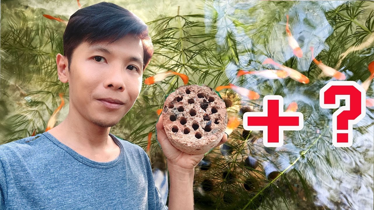 SẼ ĐỠ TỐN CÔNG THAY NƯỚC HỒ CÁ NẾU KẾT HỢP SỈ THAN VỚI THỨ NÀY