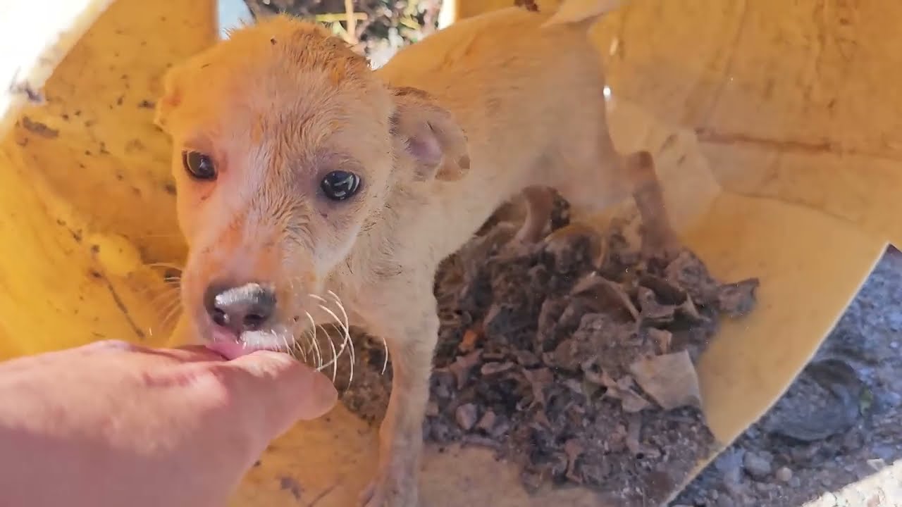 Scared Puppy Couldn't Believe It Was Rescued