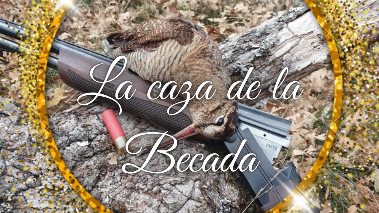 LA CAZA DE LA BECADA 2024.  BECCACCIA, BECASSE,WOODCOK.