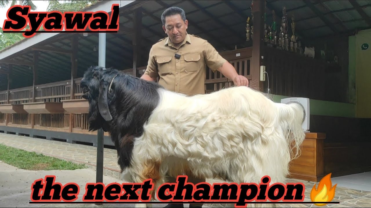 KAMBING TERMAHAL SAAT INI SYAWAL, BERSAMA MBAH LURAH FARM @alek budi santoso