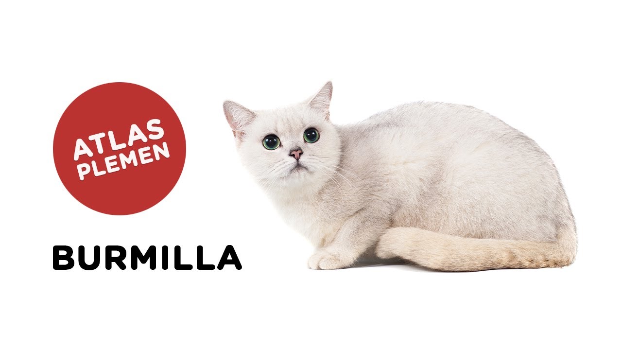 Burmilla - Atlas plemen - Tlapka TV