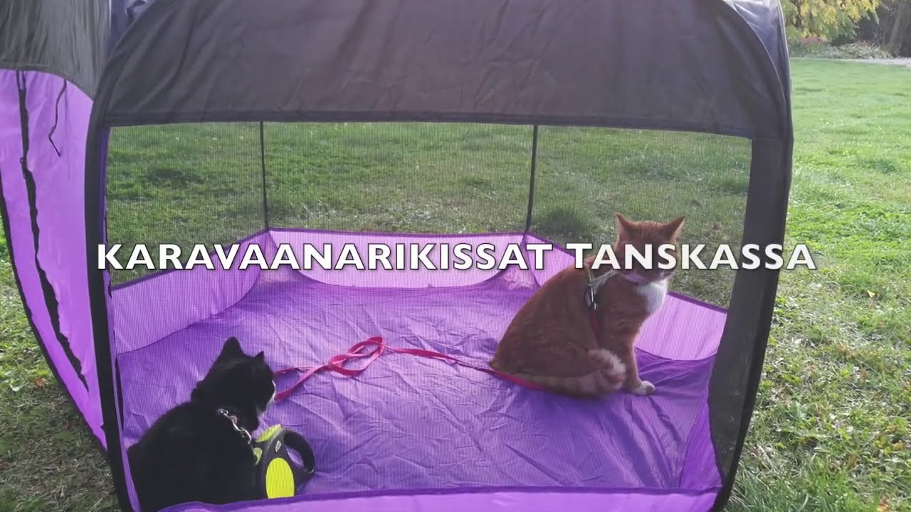 Karavaanarikissat Tanskassa