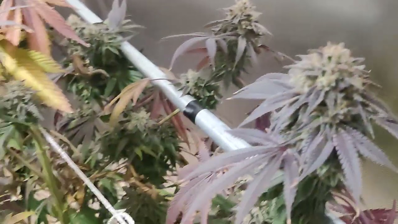 week 10 indoor amateur grow
