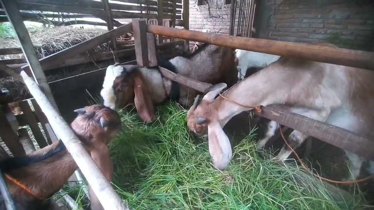 Waktunya beri makan kambing, Sebelum berangkat kerja