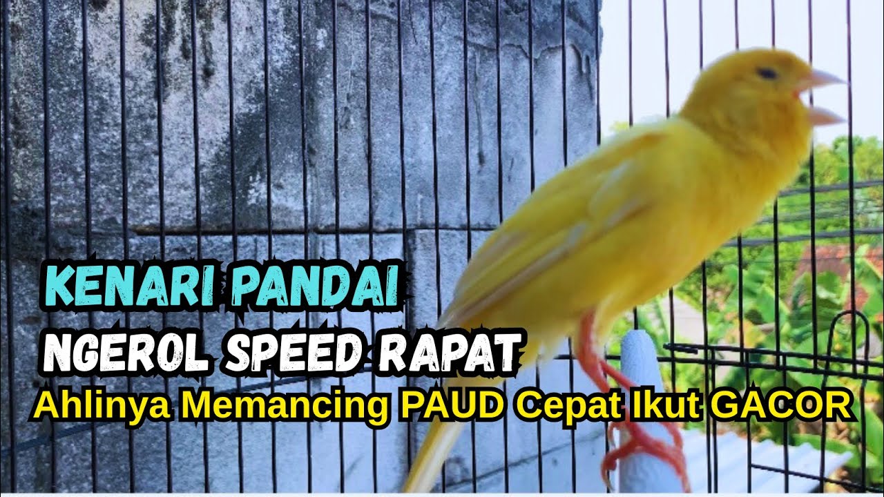 Kenari gacor NGEROL PANJANG cocok untuk PANCINGAN KENARI PAUD bikin BURUNG KENARI GACOR PANJANG