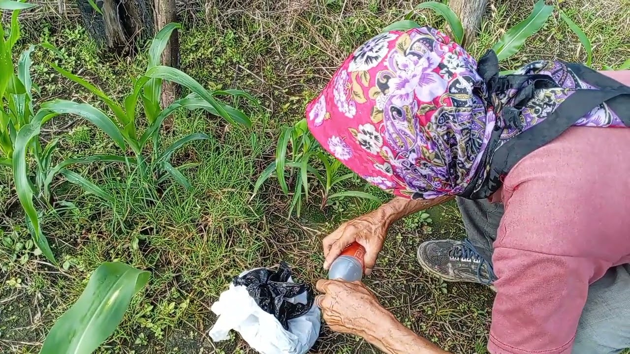 PONIÉNDOLE BOLANTON ALA MILPA PARA EL GUSANO COGOLLERO