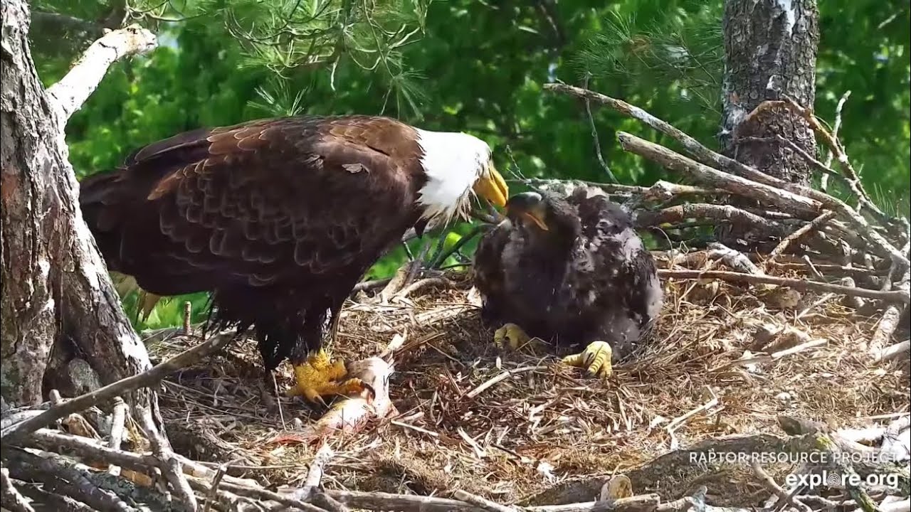 Trempealeau Eagles. Mrs T feeds fish to a chatty TE3. Mr T takes leftovers - explore.org 05-18-2025