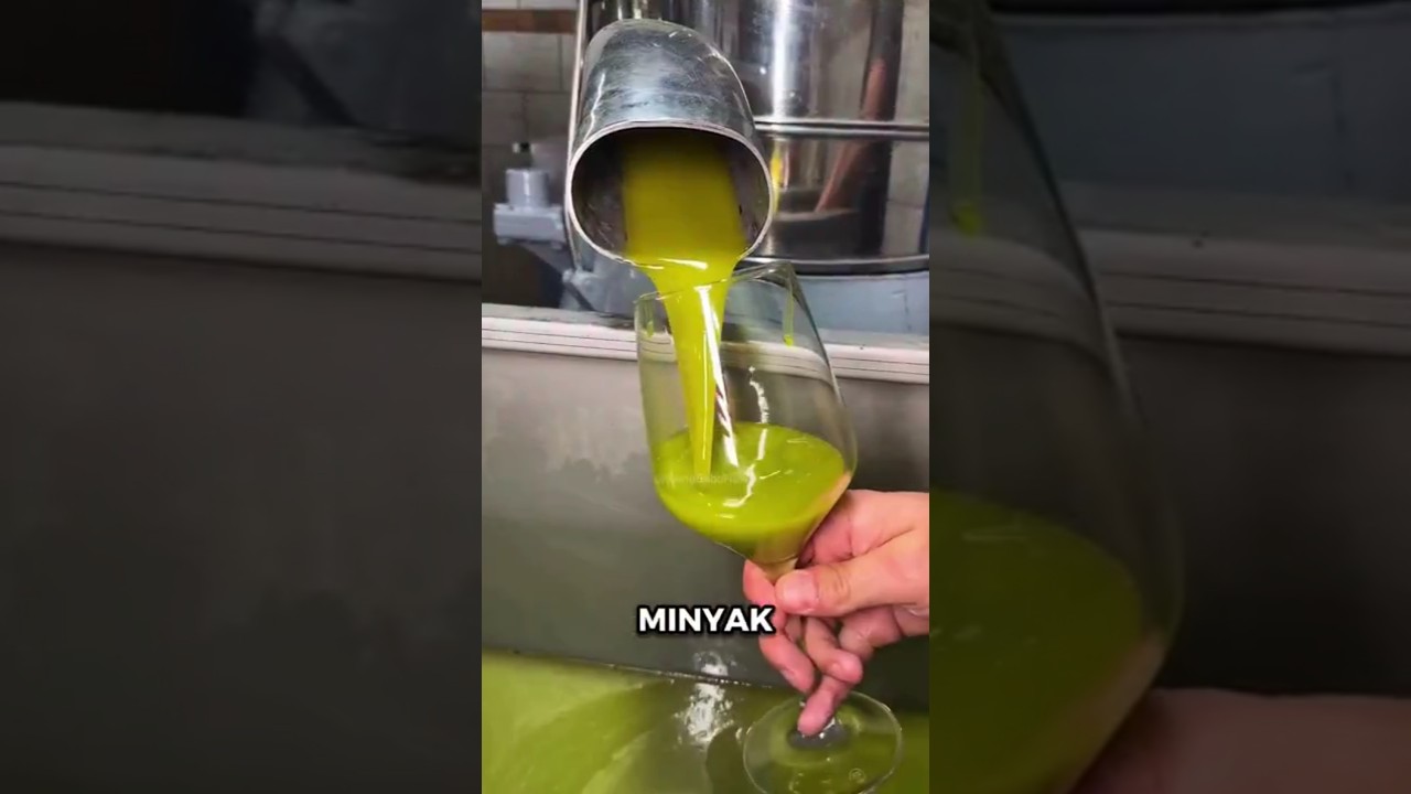 Dari Buah Zaitun Jadi Minyak Emas