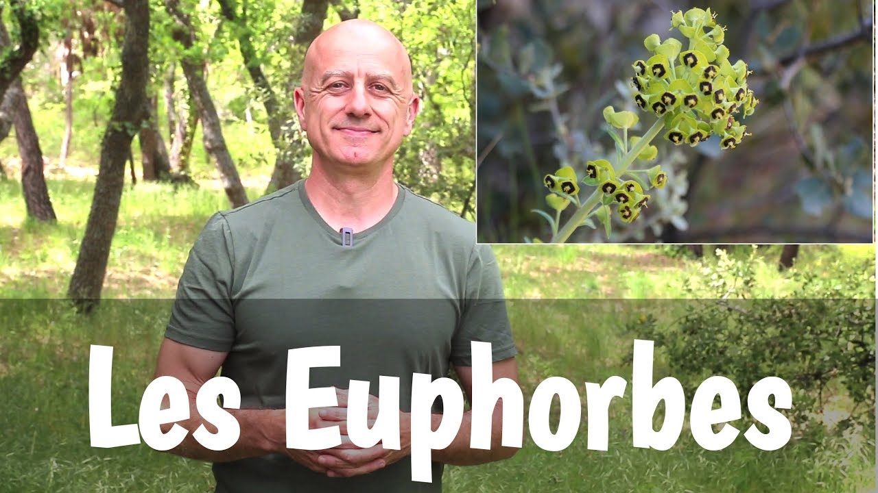 Euphorbes
