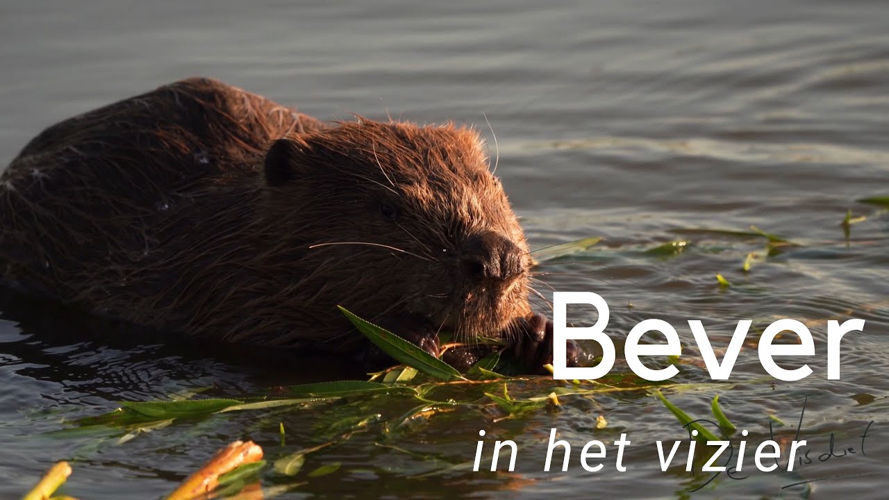 Een bever in de Crezeepolder #695
