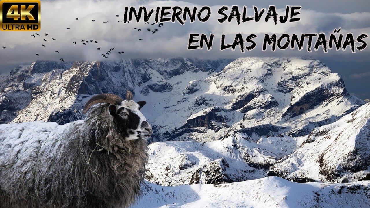 MONTAÑAS, Invierno Salvaje: Entre TORMENTAS De Nieve Y Una Lucha ANIMAL En Alturas y Climas EXTREMOS