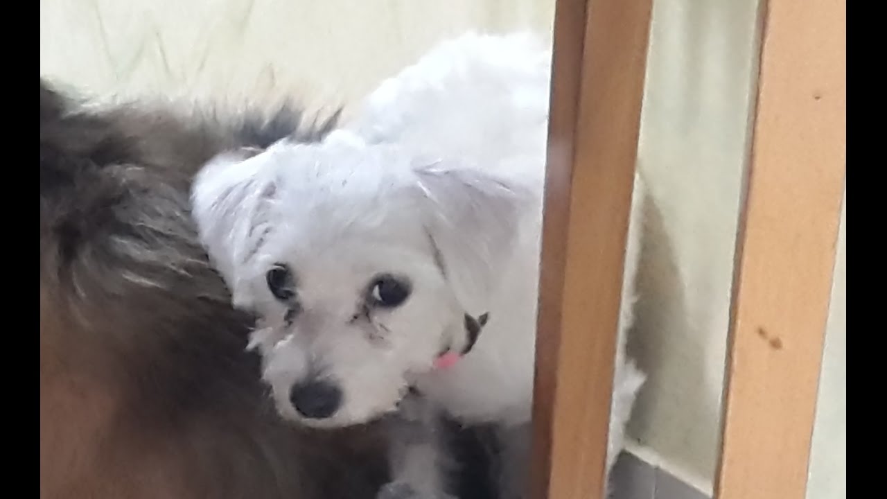 Libi Puppy Mill Rescue