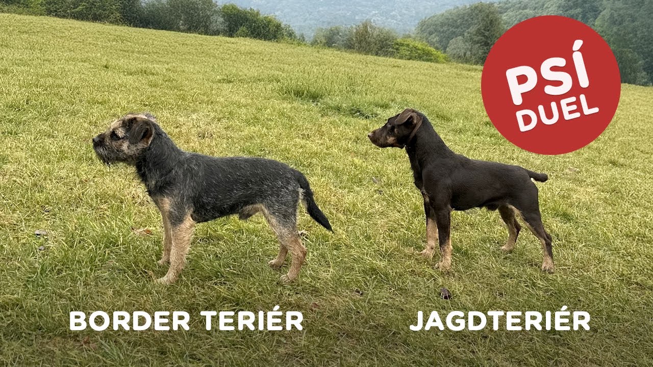 🐶 Psí duel - Border teriér vs Jagdteriér - Tlapka TV