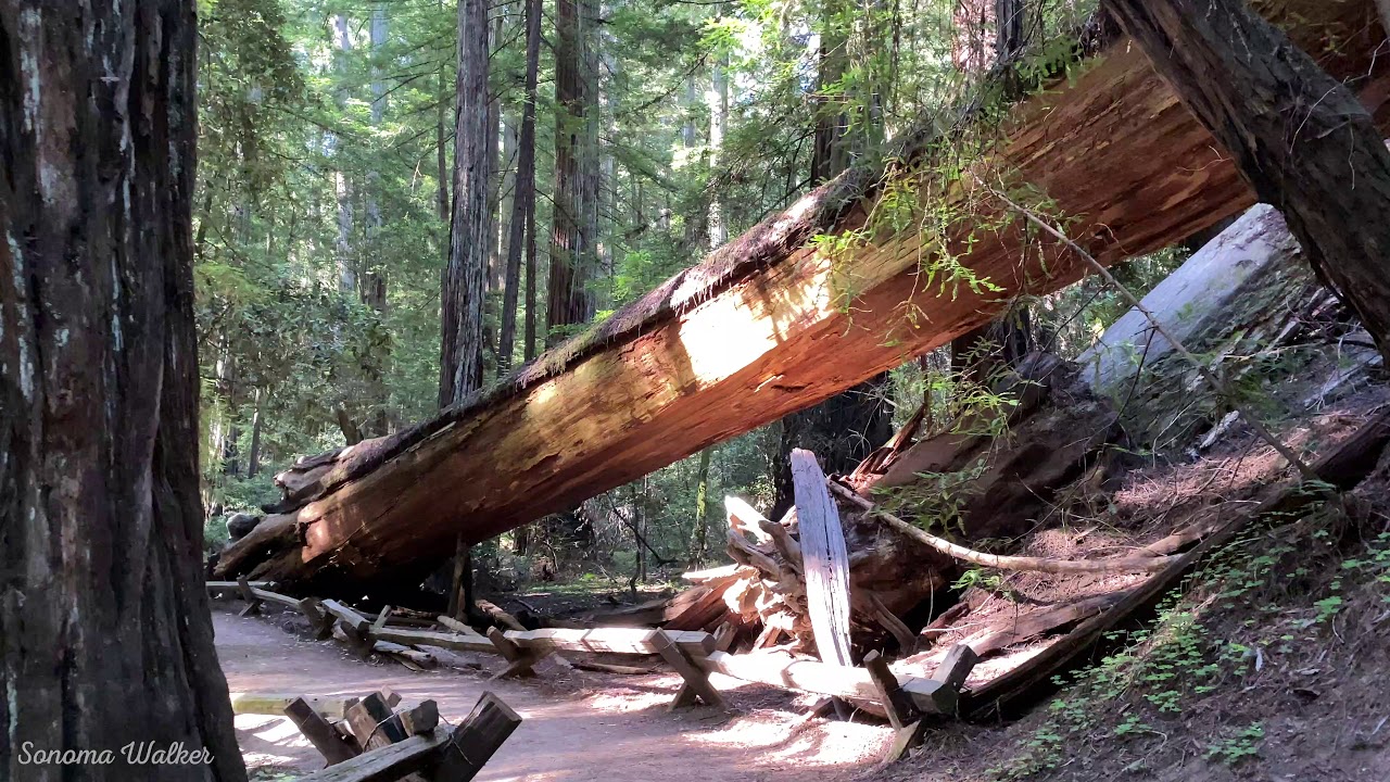[4K] Walking in Armstrong Redwoods, Sonoma County, California