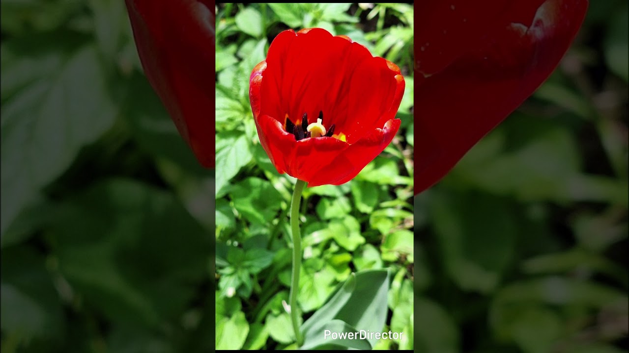 ԳԱՐՆԱՆԱՅԻՆ Խոսք` Վարդուհի Թադևոսյանի Երաժշտությունը և կատարումը` համակարգչային աշխատանք 01.03.2026թ.