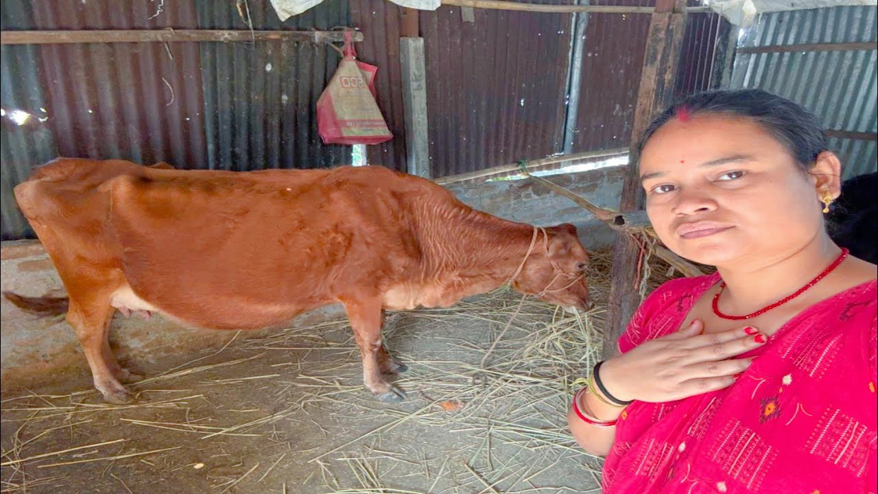 চঞ্চলা দু দিন পর বাচ্চা দিবে আর আজকে ওর সাথে কি ঘটে গেল #cow #dailyvlog #pujabapigallary 