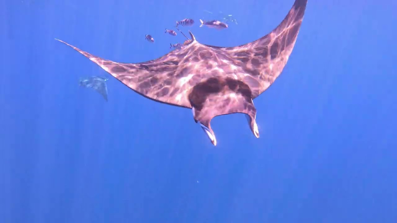 Devil Rays At The Poor Knights Islands
