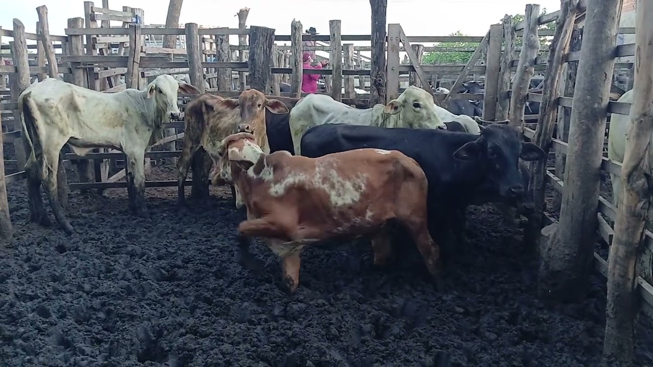 Feira de gado de cariatá itabaiana PB 08/03/26