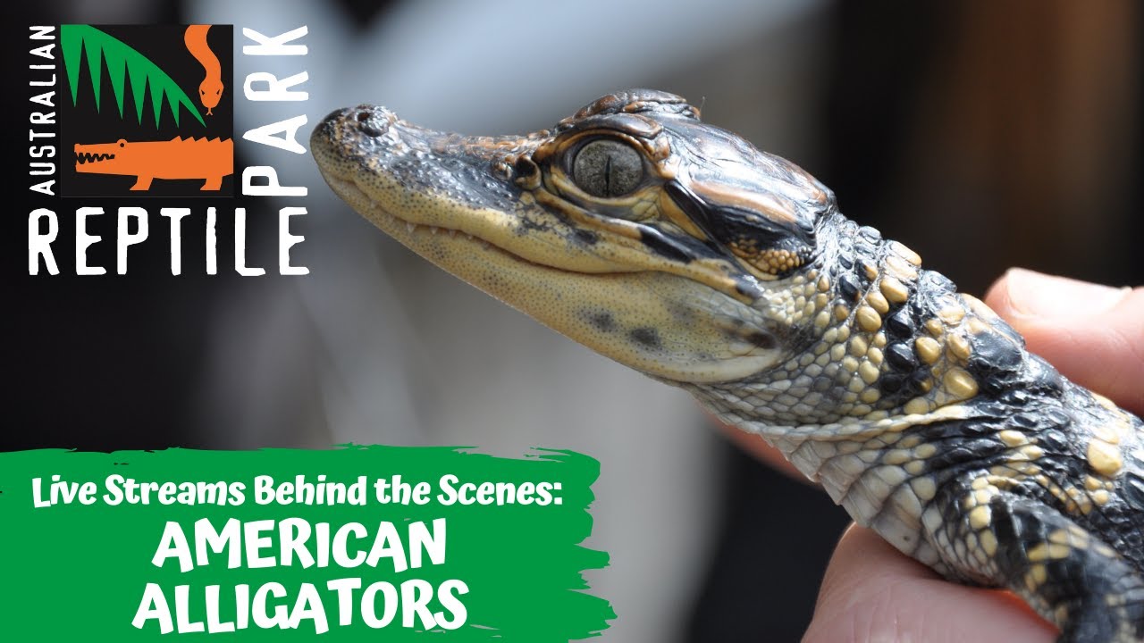ADULT & BABY ALLIGATORS (LIVE FOOTAGE) | AUSTRALIAN REPTILE PARK