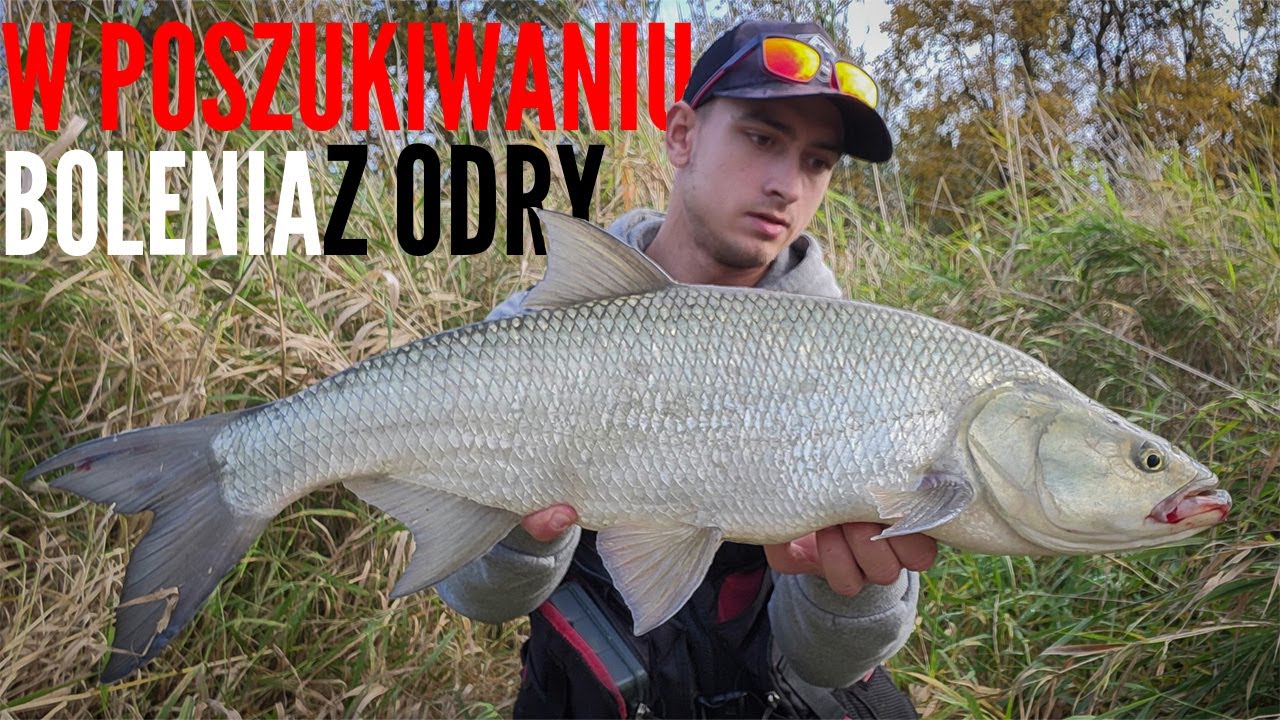 W POSZUKIWANIU JESIENNYCH BOLENII | BOLEŃ 70cm | ODRA
