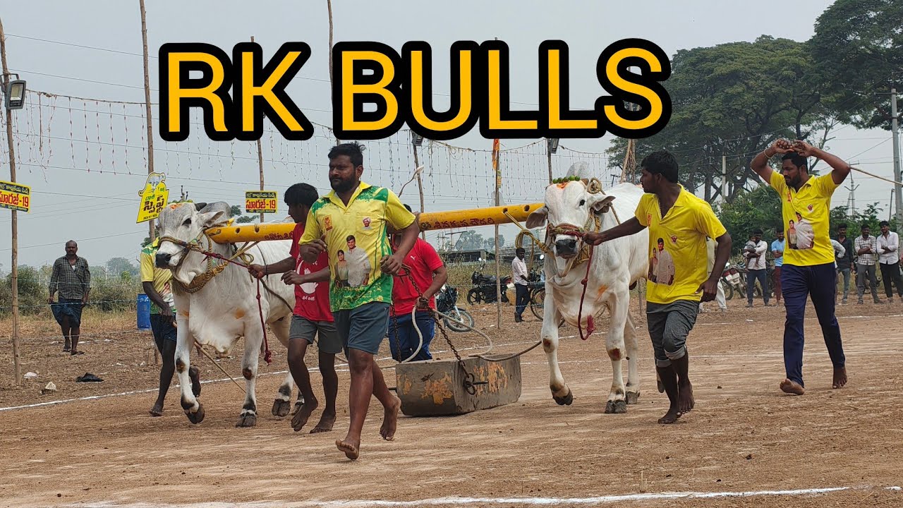మాచవరం గ్రామం 2 పళ్ళు విభాగం 9వ జత RK 💥BULL'S 3165.11