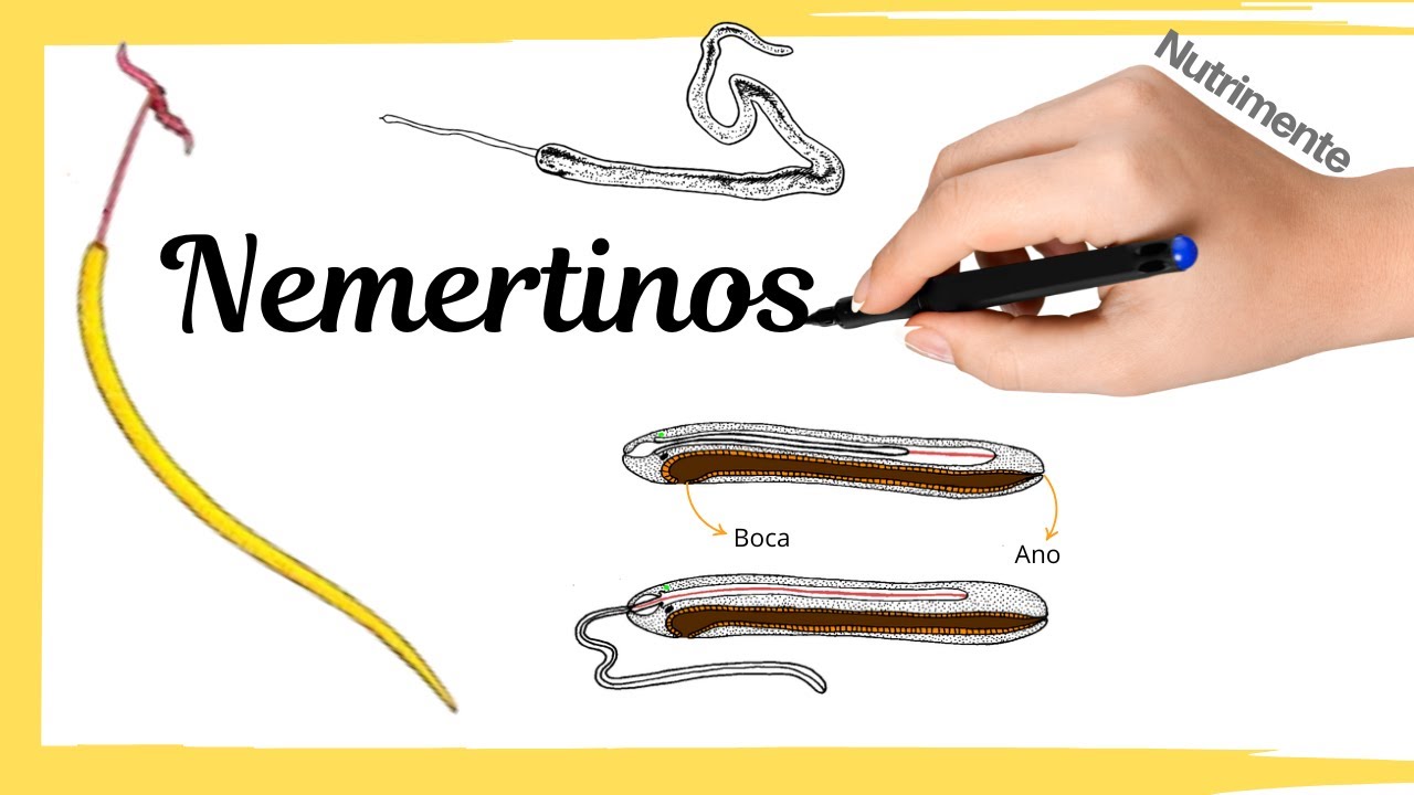 Filo Nemertinos (Rincocelos) - Los maestros del arpón venenoso