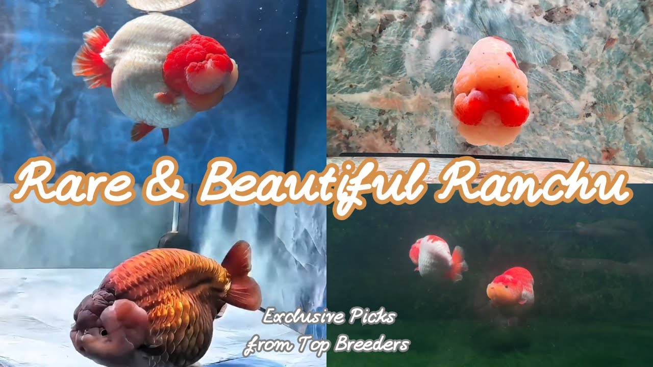 Лучшие рыбки Ranchu Goldfish по версии Ranchu + мои личные отзывы и мнения.