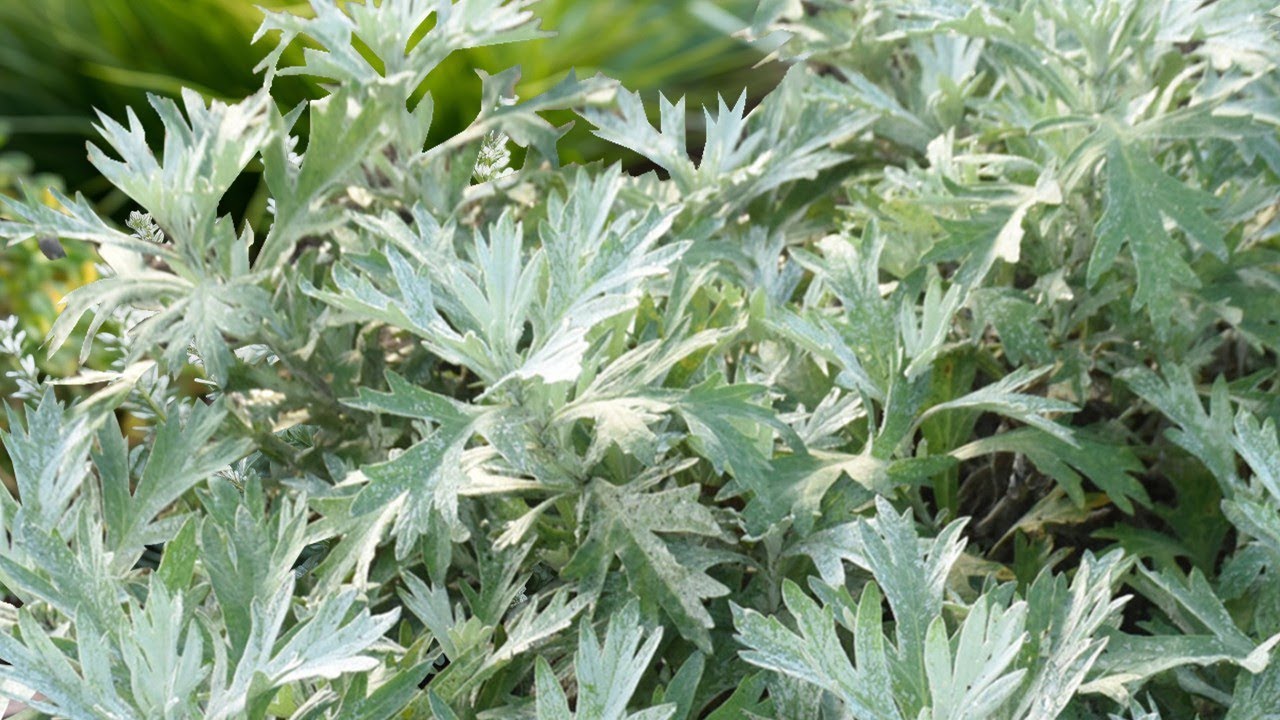 Planting Artemisia Silver Lining by Proven Winners.