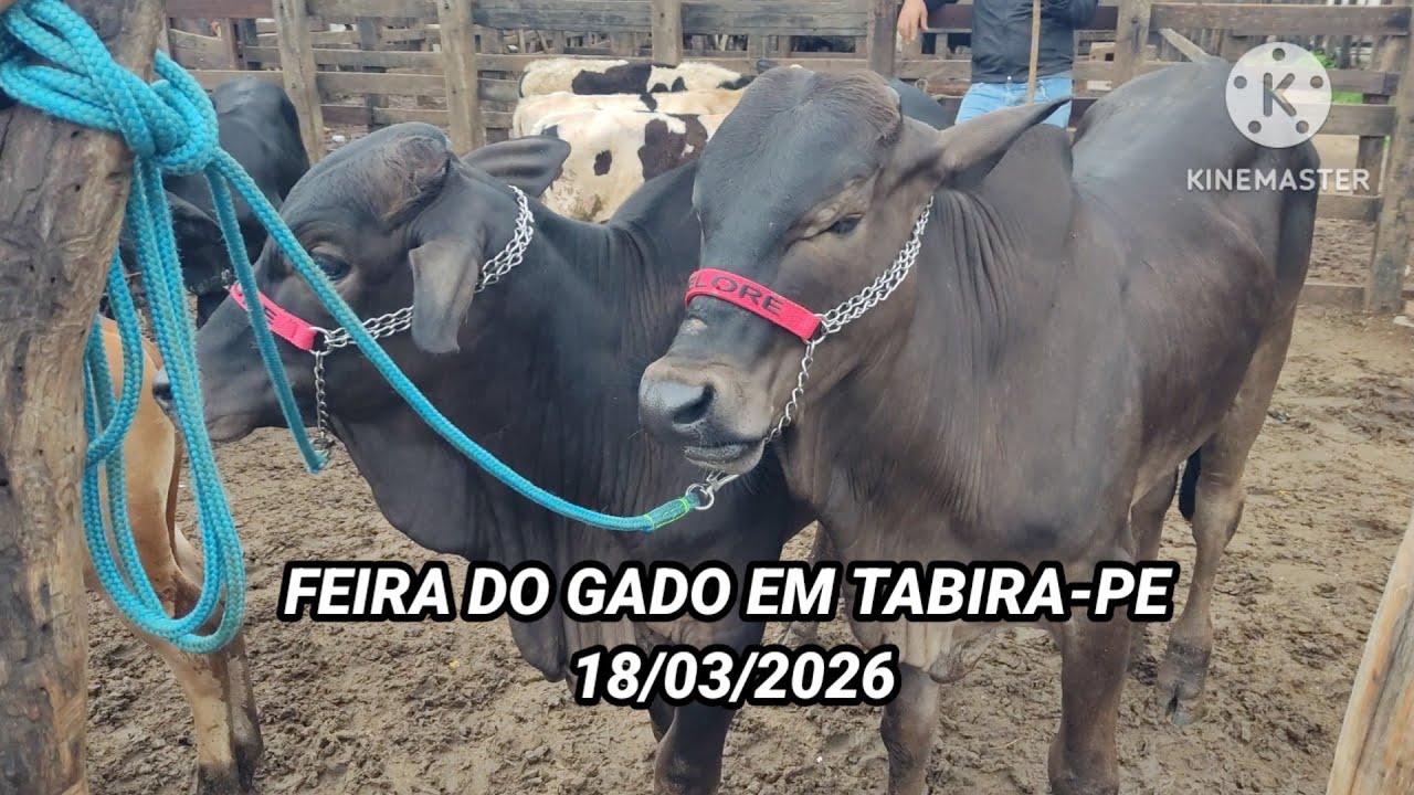 De manhã na maior Feira de Gado do estado de Pernambuco dia 18/03/26
