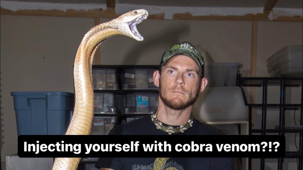 Injecting yourself with cobra venom?!