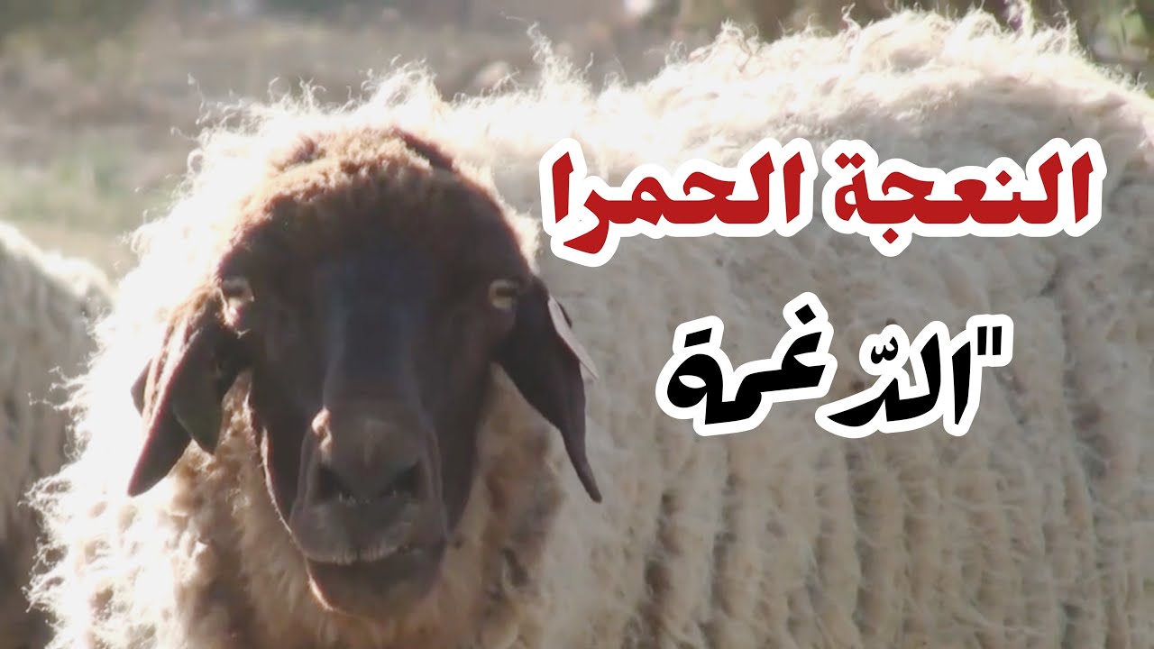 تربية المواشي النعجة الحمراء 