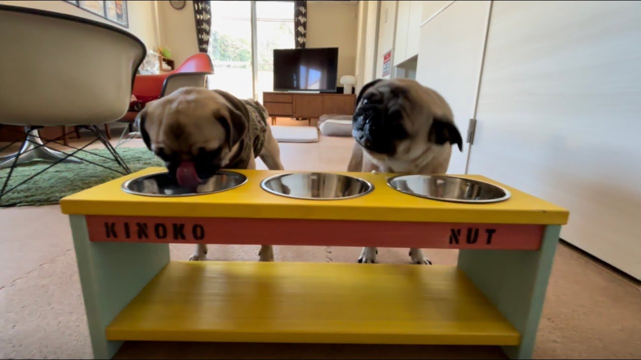 パグの多頭飼いは毎日が愛おしい