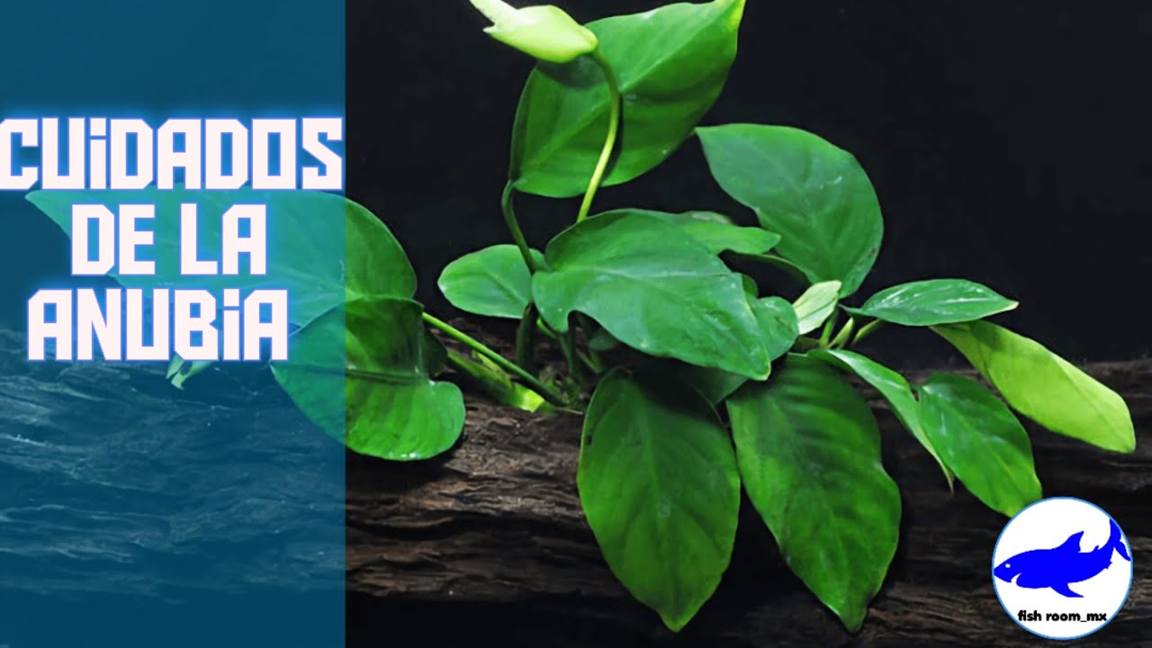 Anubia cuidados  tipos y más