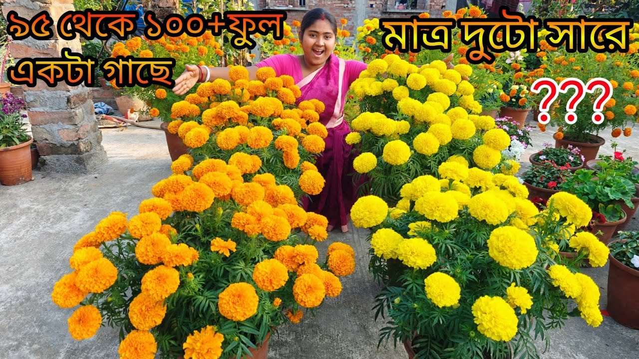এক একটা ড্রাগন গাঁদা গাছে ৯৫ থেকে ১০০ + ফুল পেতে হলে এই ভিডিও টি শেষ পর্যন্ত দেখতে হবে❤️‍🔥সবাই পারবে