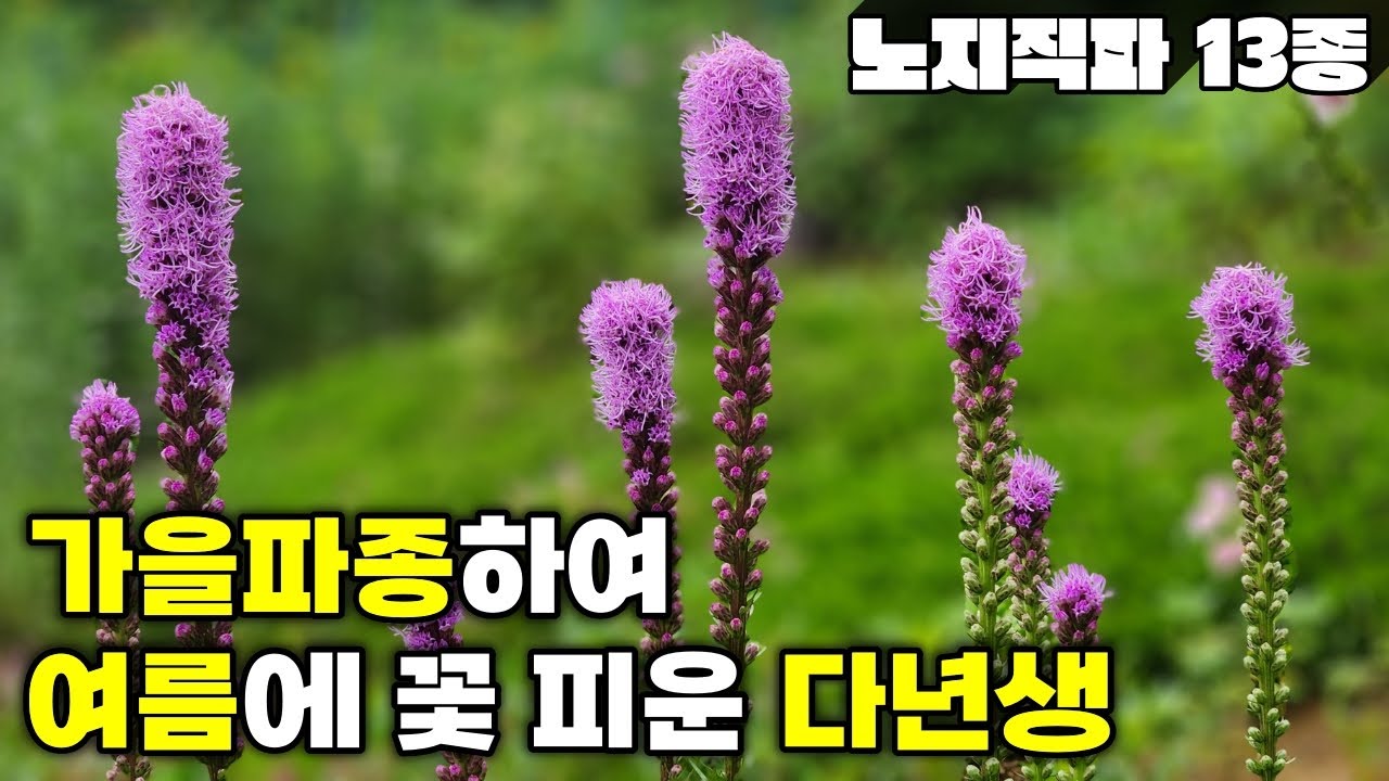 노지직파 13종 | 가을파종하여 다음 해 여름에 꽃 피운 다년생 | 강원도 정원