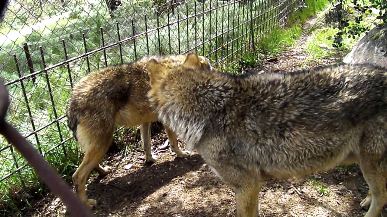 Lobo ib&eacute;rico, macho alfa marcando a un subordinado