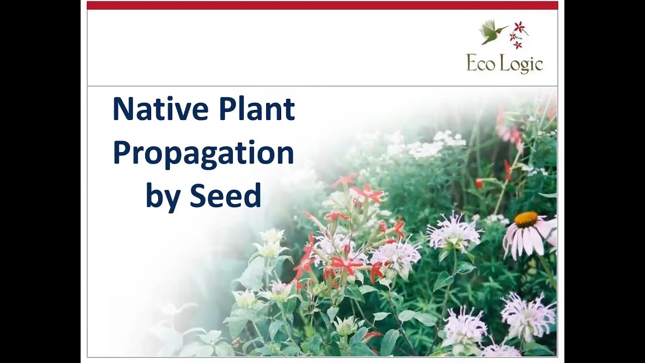 Native Plant Propagation by Seed