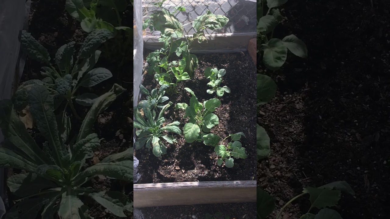 Epic Garden Fail