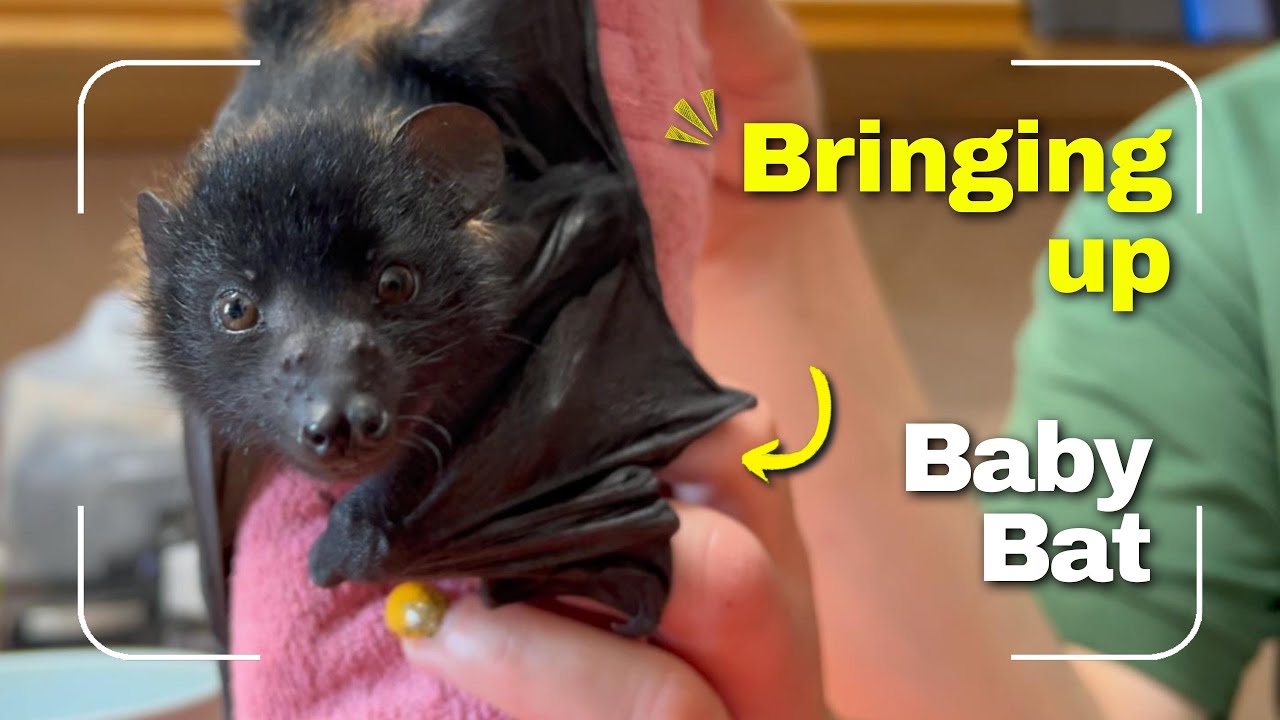 Bringing up Baby | Hand-rearing a megabat