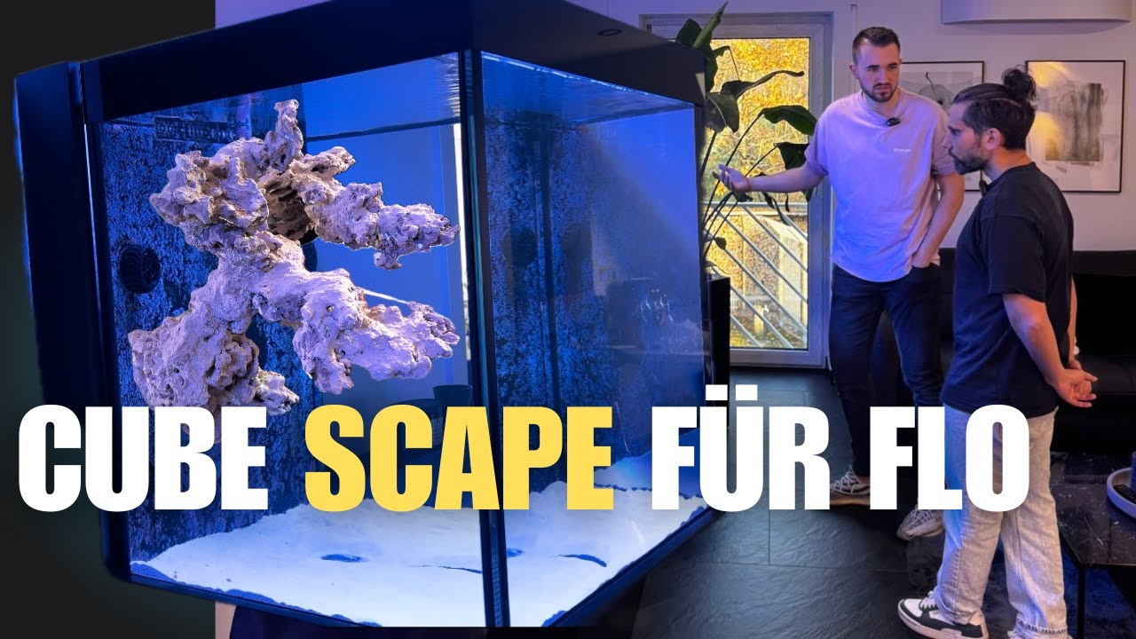 Flo bekommt sein neues Reef Scape. Alle LPS fliegen raus, was passiert jetzt?