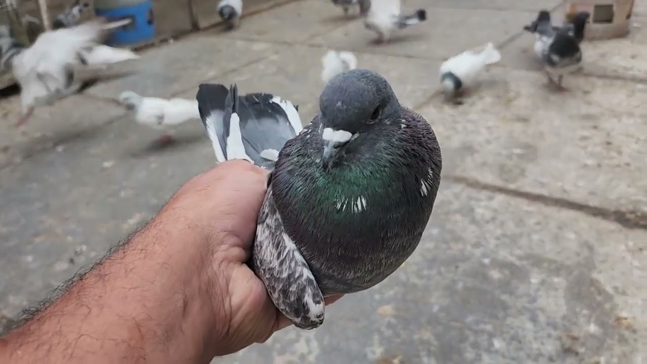 😍صيد اليوم حبري 😍احلا مخابط وي الحمر احلى ونسه🥰صورتلكم الفرخات مال التور والزواجل باجر احولهن🥰@
