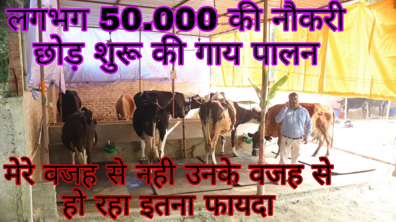 50000 की नौकरी छोड़ शुरू की गाय पालन//cow fam Bihar dairy farm Bihar Mujaffarpur cow farm