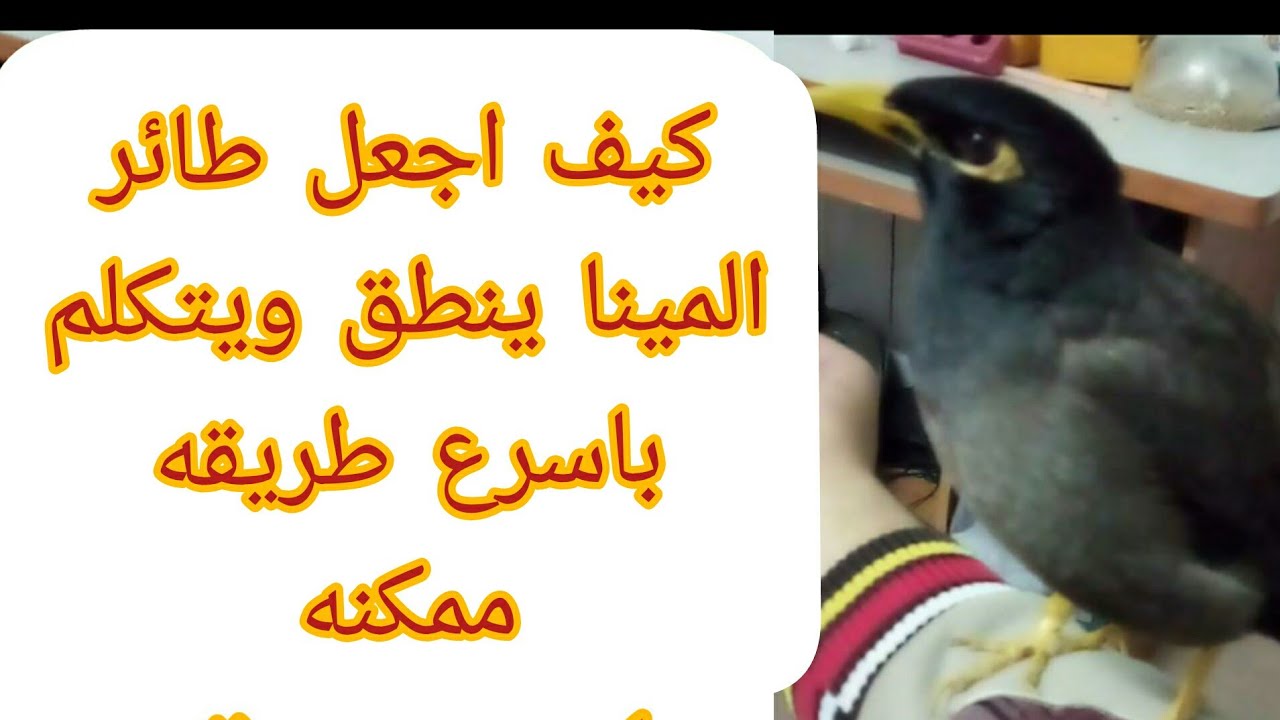 كيف اجعل طائر المينا ينطق ويتكلم باسرع واسهل طريقه