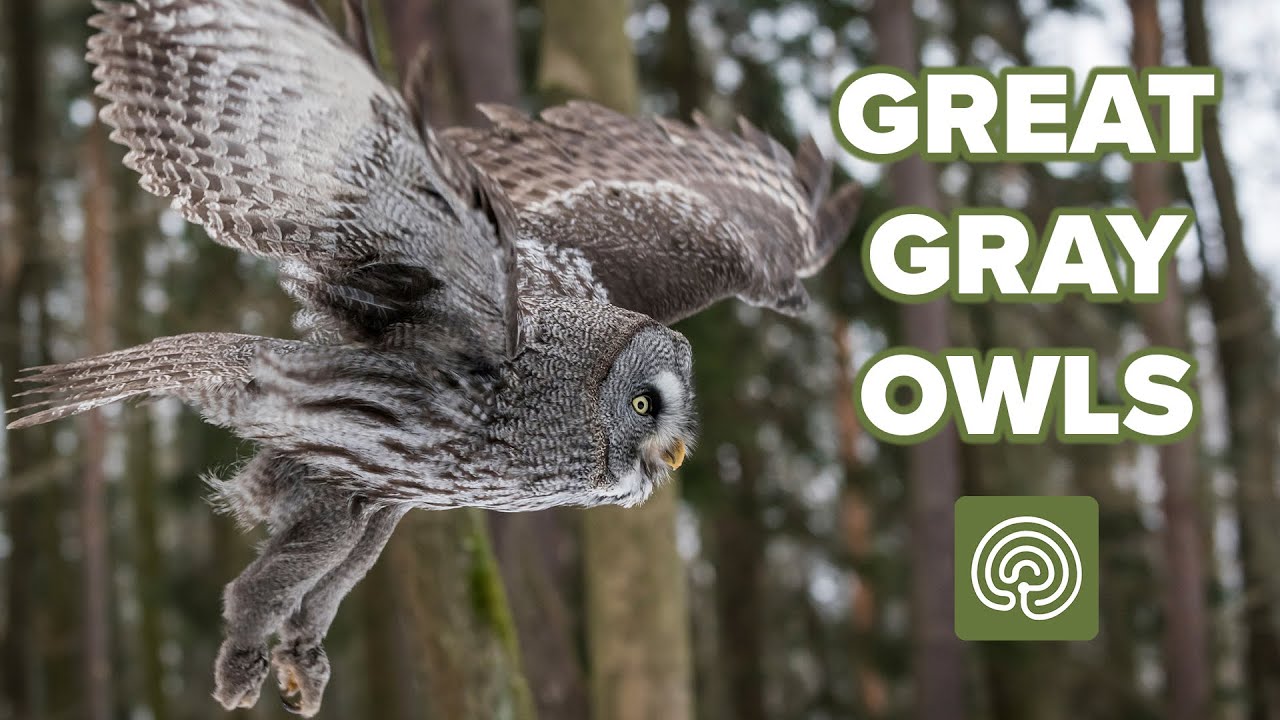Great Gray Owls in a Magical Montana Forest