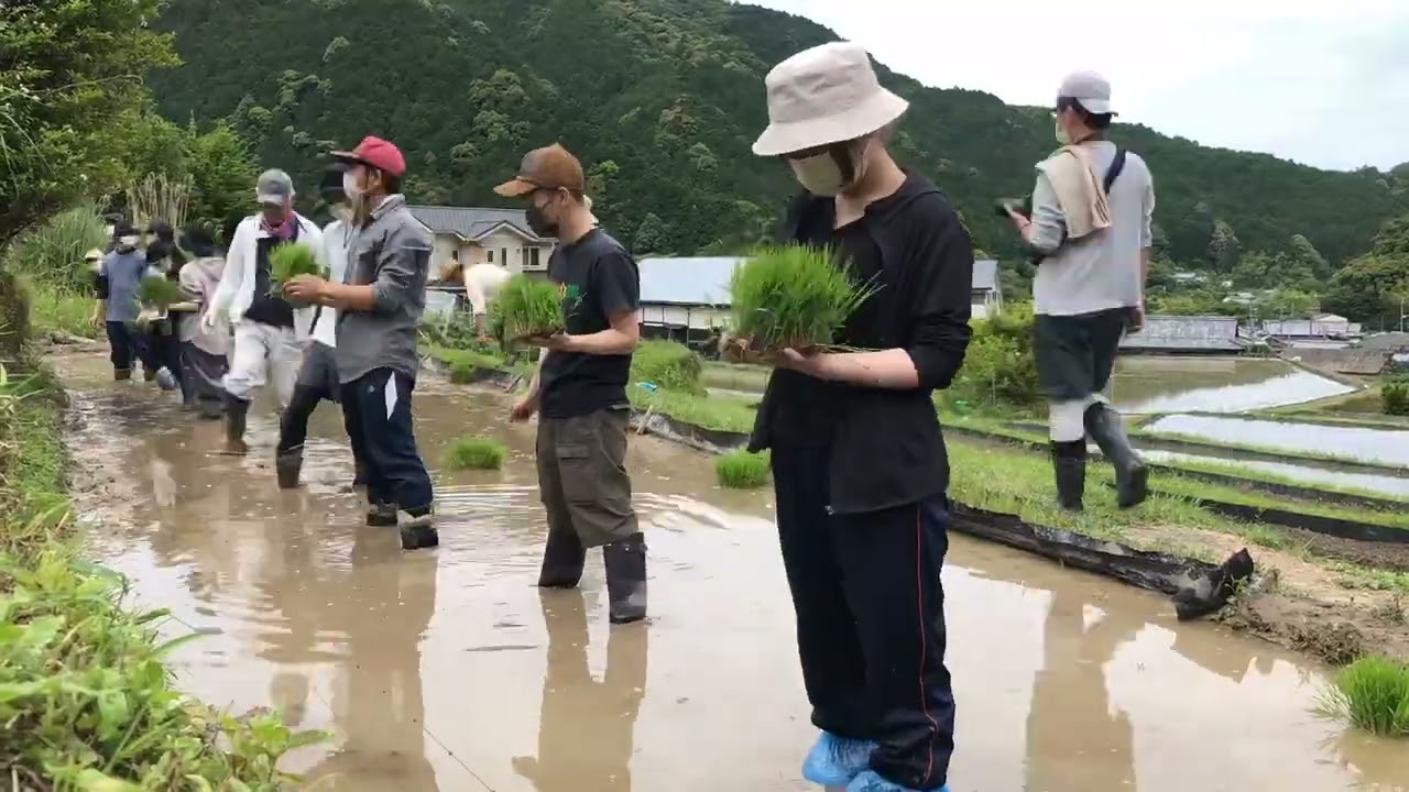 2022年6月8日 泉佐野市大木地区田植え